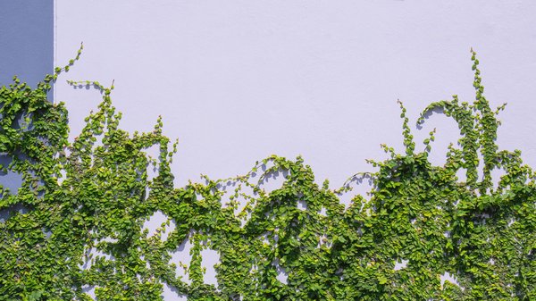 Lierre grimpant : astuces pour un jardin luxuriant et créatif